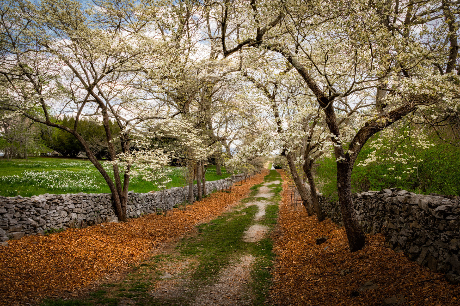 Scenic Trees: Dogwood Lane Photographer: C. Renee Martin of Fredericksburg Location: Blandy Farm in Boyce